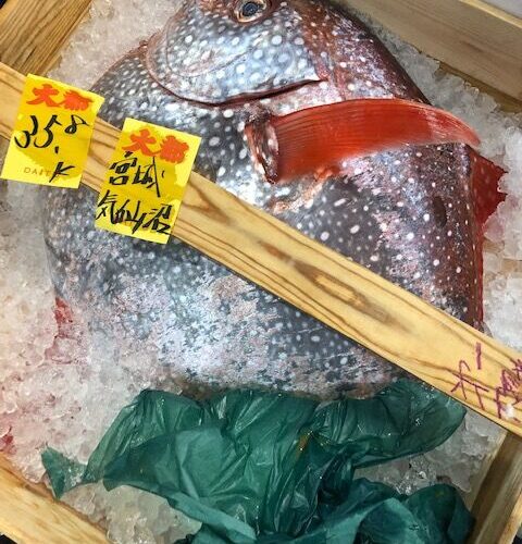赤マンボウ
